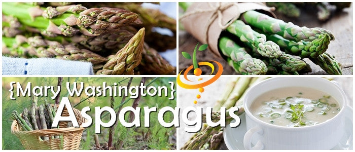 Grow Asparagus Mary Washington seeds  100% Heirloom/Non-Hybrid/Non-GMO